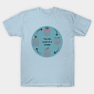 The life cycle of a cicada  2024  map T-Shirt